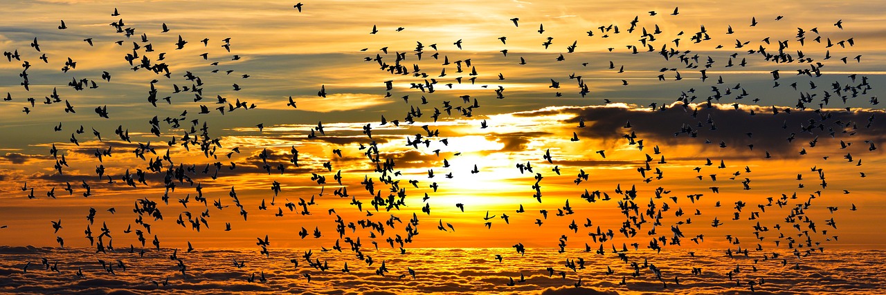 nature, animals, bird-2746726.jpg